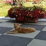 Rosa 4*